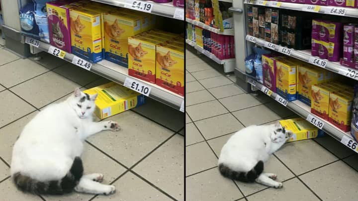 Cat Walks Into Tesco Helps Himself To Some Food Then Has A Nap