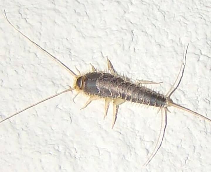 There’s Probably A Prehistoric Insect Infecting Your House Right Now