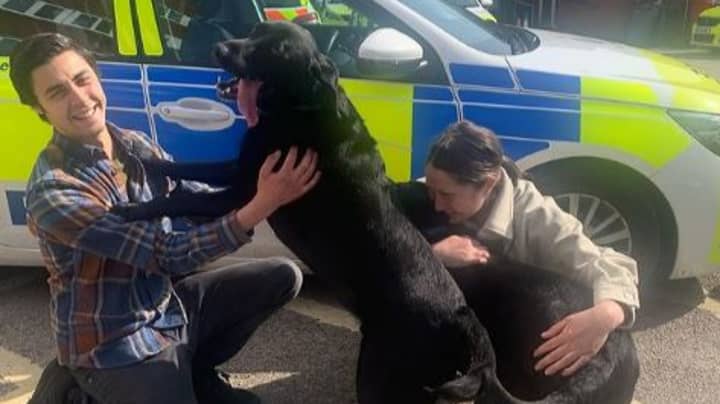 Labradors Stolen In Broad Daylight Are Reunited With Family