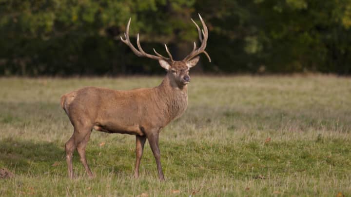 Hunter Dies After Being Attacked By The Deer He'd Just Shot