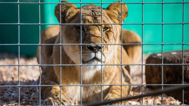 England Set To Ban Wild Animals From Travelling Circuses By 2020