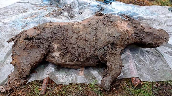Russia's Permafrost Is Thawing And Revealing Some Interesting Extinct Animals