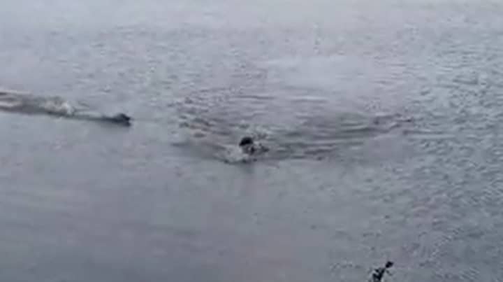 Man Chased And Bitten By Alligator Whilst Swimming In Brazilian Lake