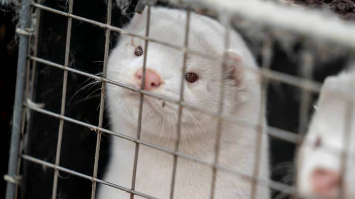 Denmark Has Built Mass Graves For The 17 Million Mink They’re Destroying 