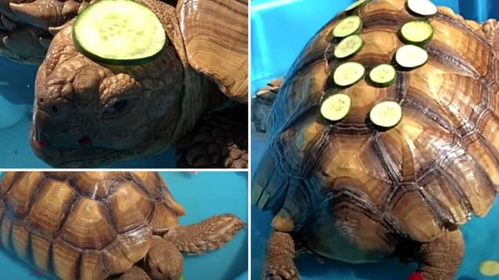 This Tortoise Loving His Spa Day Is The Cutest Thing You'll Watch Today