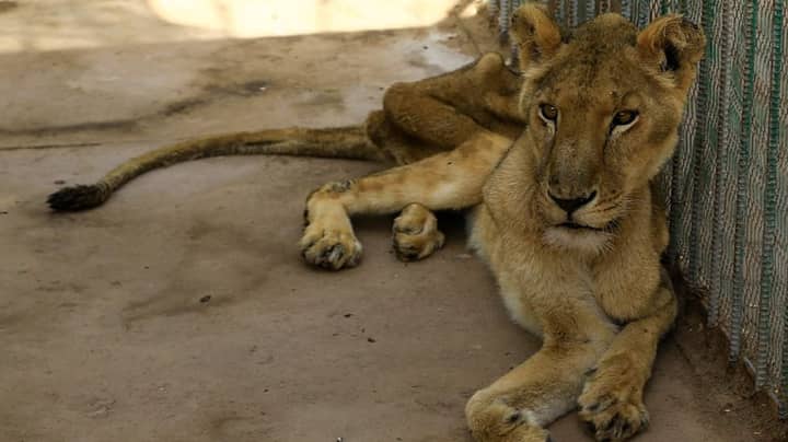 Shocking Photographs Show Lions Starving In Sudan Zoo 