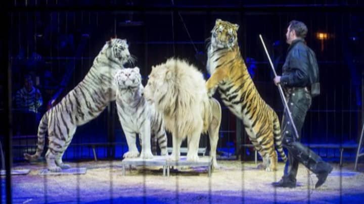Travelling Circuses To Be Banned From Using Wild Animals In England