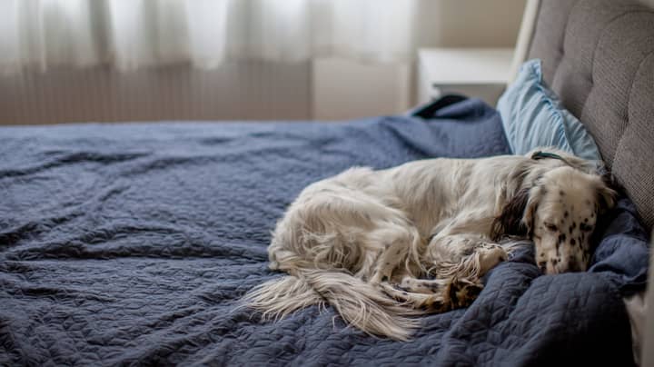 Women Sleep Better Next To A Dog Than A Man, Study Finds