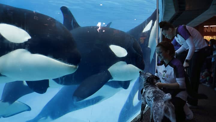 Map Contrasting SeaWorld Orca Pool With Leisure Activity Lake Goes Viral