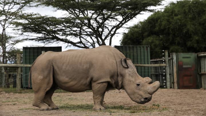 ​World's Last Male Northern White Rhino Honoured In Memorial Ceremony