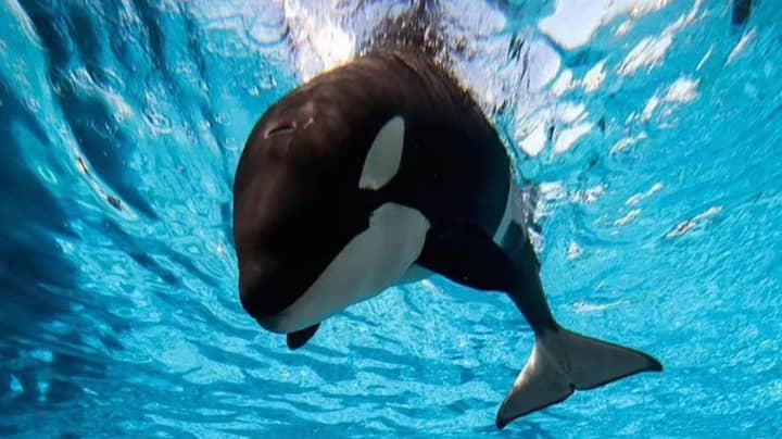 An Orca At SeaWorld San Diego Has Unexpectedly Died