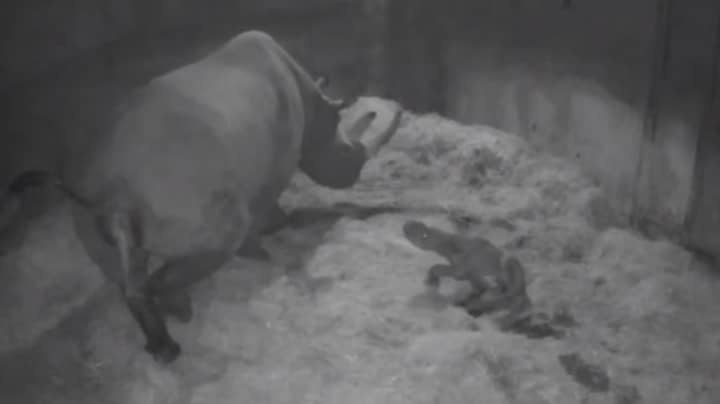 A Critically Endangered Black Rhino Has Been Born On Christmas Eve