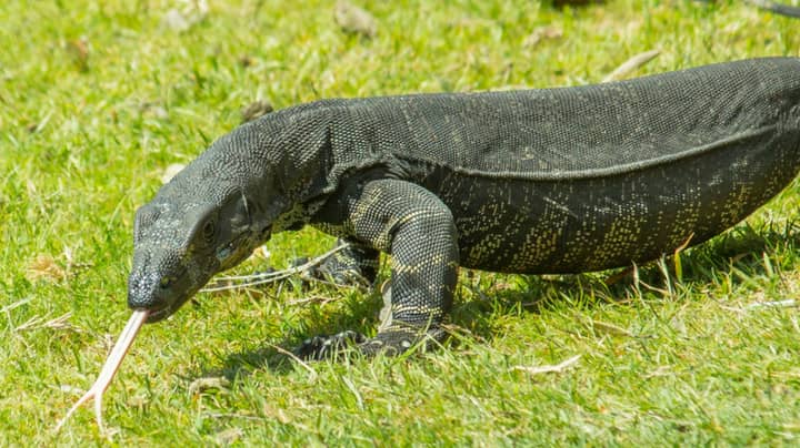 Couple Injured While Trying To Save Pet Dog From Goanna In 'Horrific And Freak' Attack