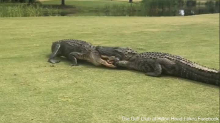 Golfer Films Two Large Alligators Fighting On South Carolina Golf Course