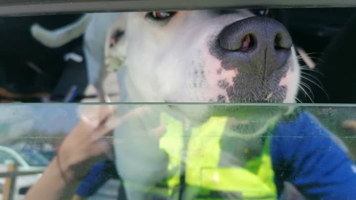 Police Rescue Two Dogs Left In Overheating Car While Owners Shopped