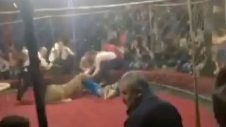 Shocking Moment Little Girl Gets Mauled By Lioness During Circus Show