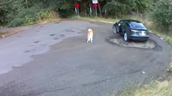 Heartbreaking Clip Shows Golden Retriever Abandoned By Its Owner 