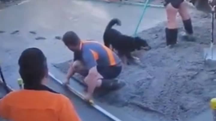 Not-So-Good Boy Walks All Over Tradie’s Freshly Laid Cement