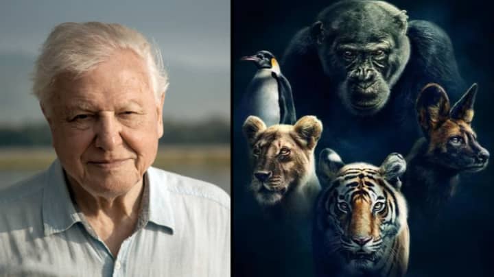 Dynasties: David Attenborough's New Series Is Like Nothing He's Ever Done Before