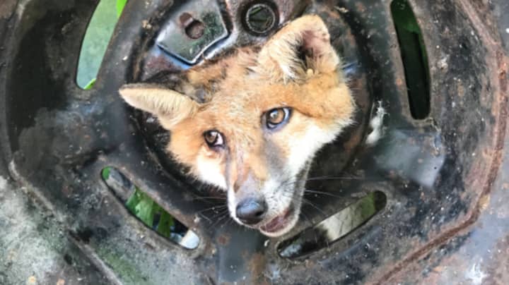 RSPCA And Firefighters Called After Fox Gets Head Stuck In Tyre 