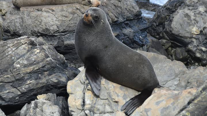 Police Reveal Huge Seal Helped Them Stop $1 Billion Worth Of Drugs Getting Into Australia
