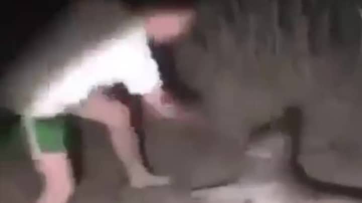 Video Shows Man Repeatedly Punching Helpless Kangaroo In The Face