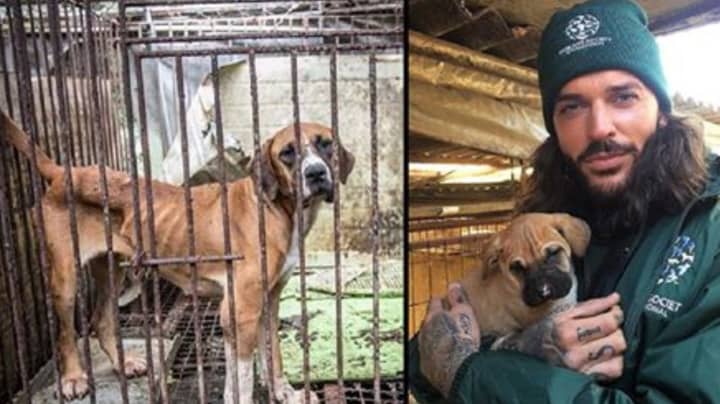TOWIE's Pete Wicks Rescues 150 Dogs From Korean Meat Farm