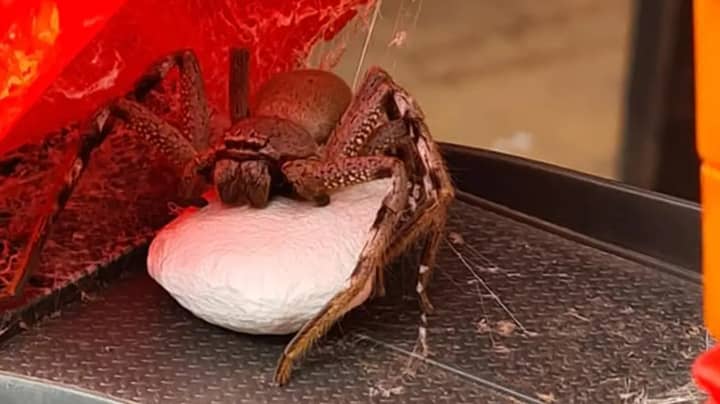 Mum Finds Massive Huntsman Spider Guarding Hundreds Of Babies Inside Son’s Toy Truck