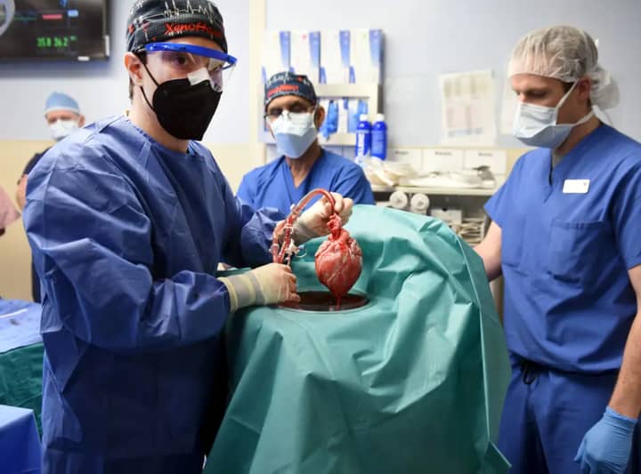 Man Receives World&#39;s First Pig-To-Human Heart Transplant