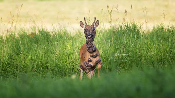 Photographer Captures 'Heartbreaking' Images Of Deer Covered In Tumours