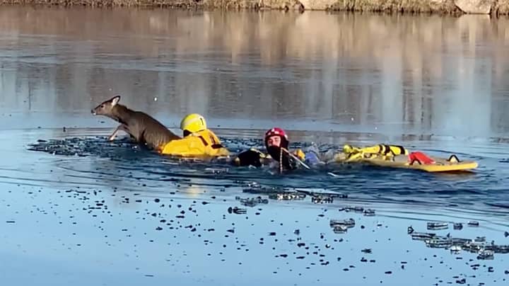 Firefighters Rescue Drowning Deer From Frozen Lake In Kansas