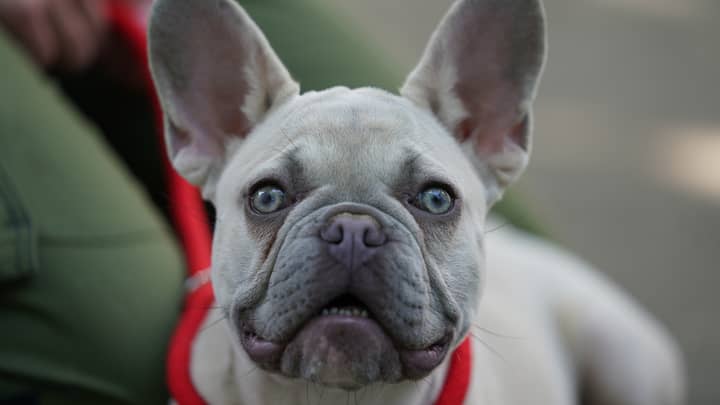 Breeder Reengineering French Bulldog’s Face To Make Them Healthier 