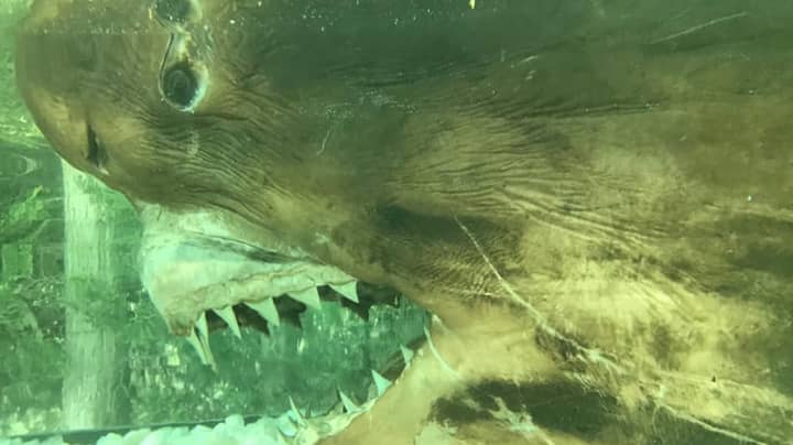 Preserved Great White Shark Abandoned At Wildlife Park Is Being Restored After Rescue