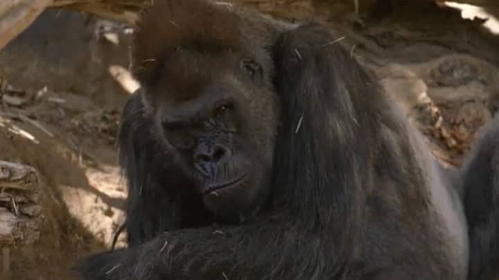 Zoo Gorillas Test Positive For Coronavirus And Cough After 'Catching From Human'