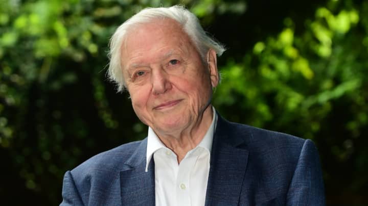 David Attenborough Is Presenting 'Urgent' New Film On Climate Change, Airing This Spring
