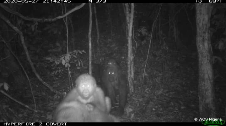 World's Most Endangered Gorilla Subspecies Photographed With Babies