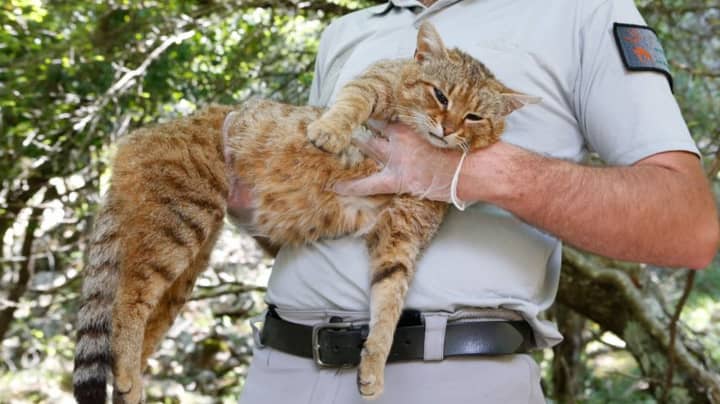 New Species Of Cat Discovered On Mediterranean Island Of Corsica