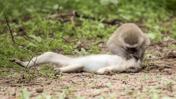 Incredible Photo Captures Moment Monkey Appears To Give Mouth-To-Mouth To Pal