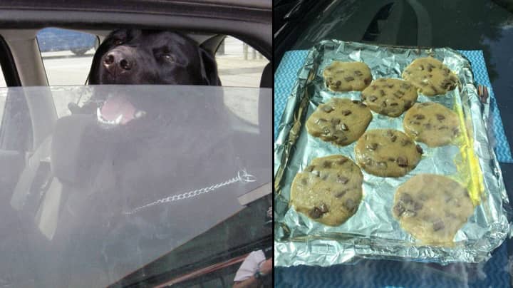 Vet Bakes Cookies In Her Car To Show Why You Shouldn't Leave Dogs 