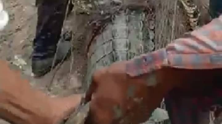 Indonesian Villagers Cut Open Crocodile To Retrieve Corpse Of Eaten Fisherman