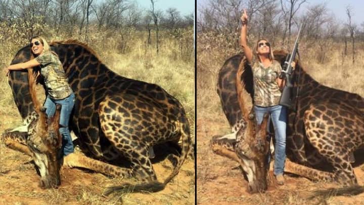 Hunter Faces Backlash After Killing Rare Black Giraffe And Posing With Its Carcass 