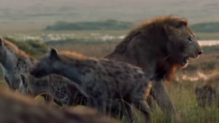 Lion Attacked By Pack Of Hyenas In This Week's 'Dynasties' 