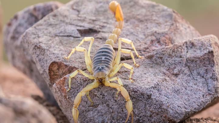 Hundreds Injured After Plague Of Scorpions Sweeps Through Egypt In Huge 'Biblical' Storm