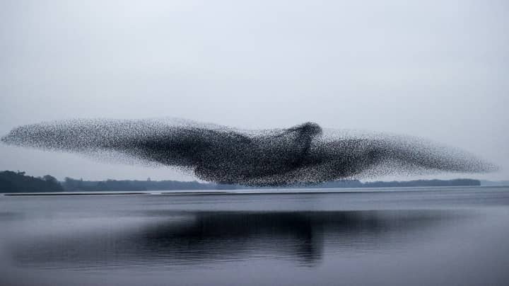 Incredible Moment Flock Of Starlings Form Giant Bird Over Lake