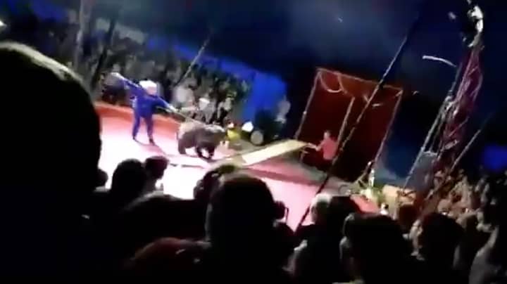 Russian Circus Bear Attacks Its Handlers After Being Beaten With Sticks 