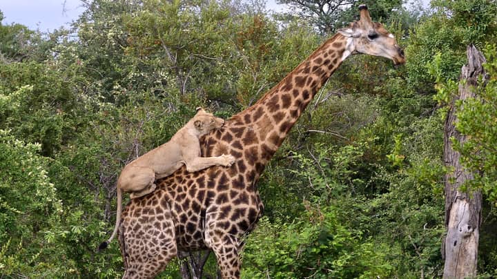 Lion Clings To Injured Giraffe's Back During Four Hour Hunt