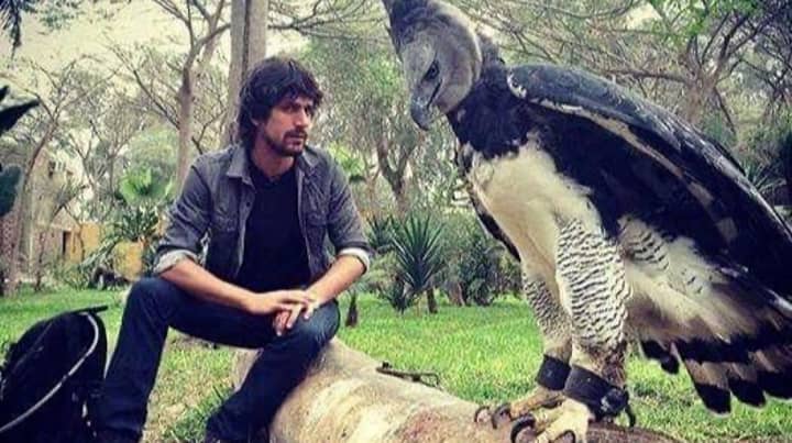 ​The Harpy Eagle Is So Terrifyingly Huge That Some People Think It’s A Person In Costume
