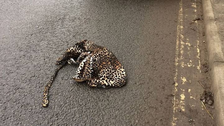 Driver Pulls Over To Find 'Injured Leopard' Is Actually A Woman's Onesie