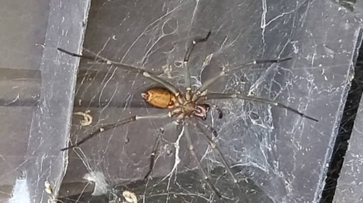 Man 'Living In A Nightmare' After Losing Mysterious Eight-Inch Spider He Found In His Garden 