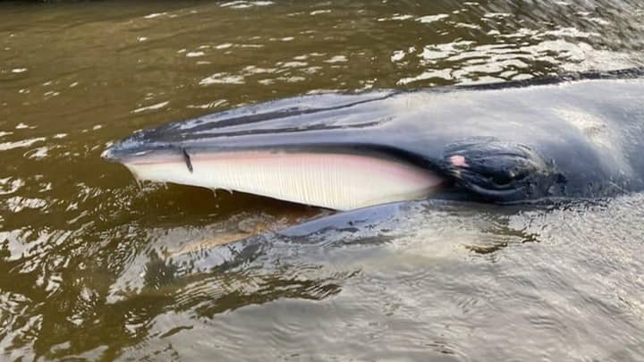 Baby Whale Stranded In The Thames To Be Euthanised To End Suffering